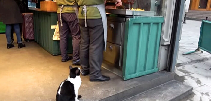 ケバブが食べたい猫