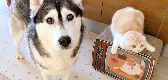 犬を連れて仕返しにやって来た猫