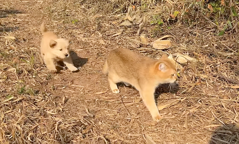 子犬を連れて旅に出た猫