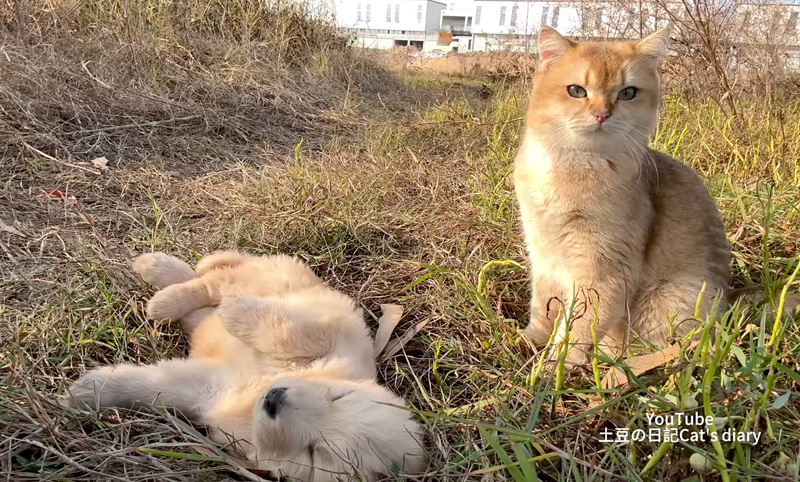 子犬を見守る猫