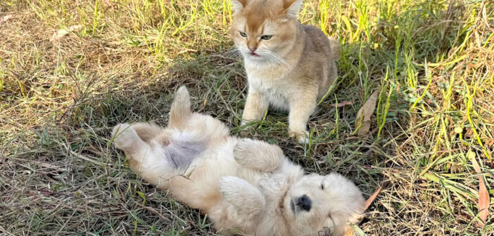 子犬を見守る猫