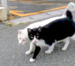 寄り添い合う猫達