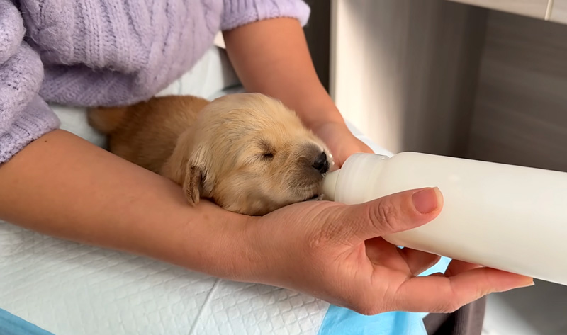 ミルクを飲む子犬