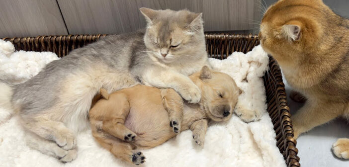 子犬を寝かしつける猫