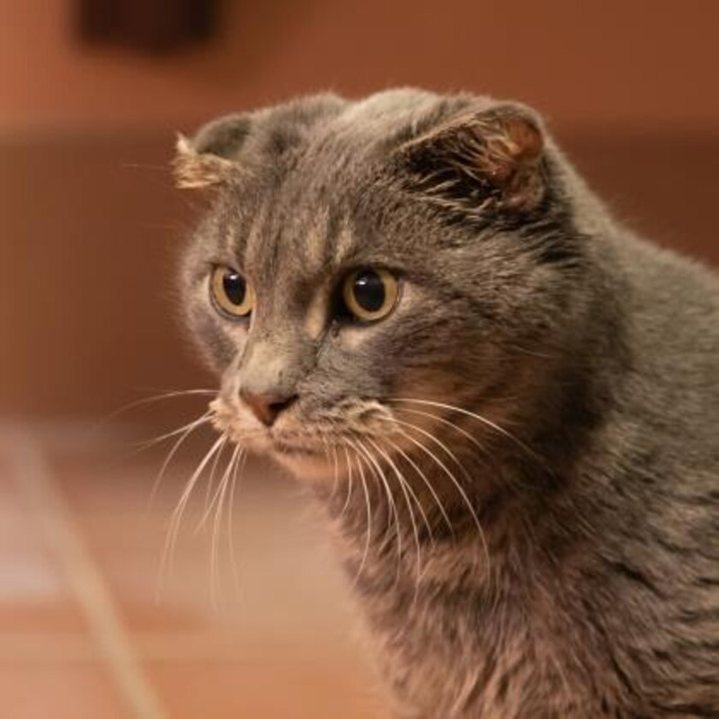 耳が病気の猫