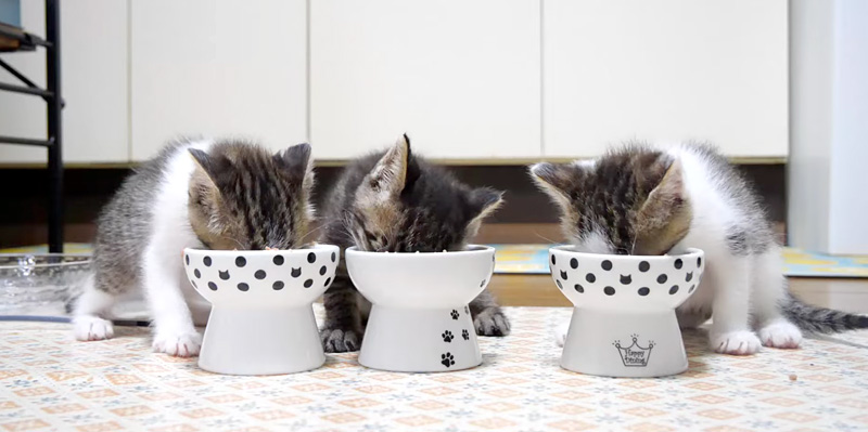 ご飯を食べる子猫達