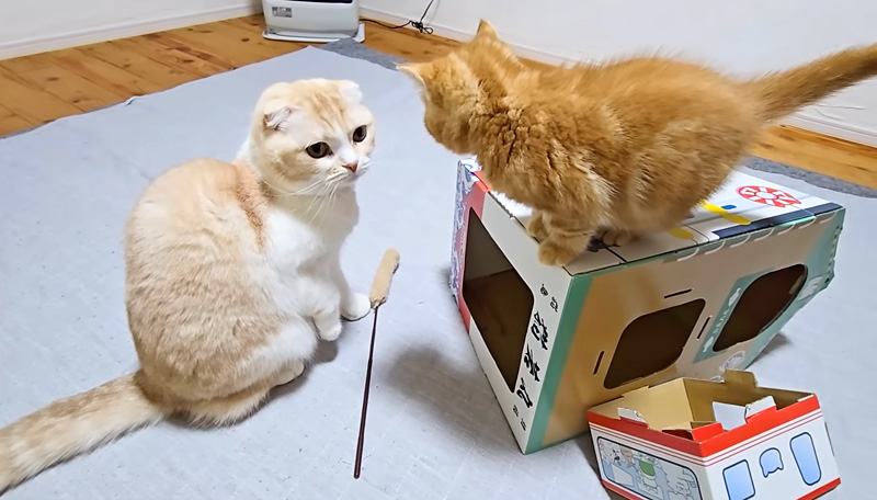 初めて同じ部屋で過ごす猫達