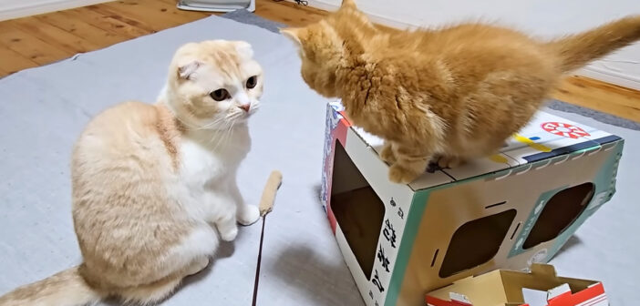 初めて同じ部屋で過ごす猫達