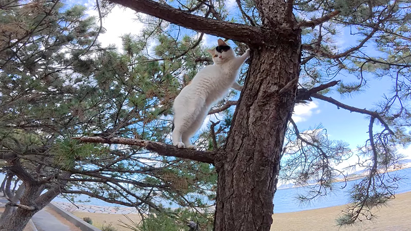 木の上から降りられなくなった猫