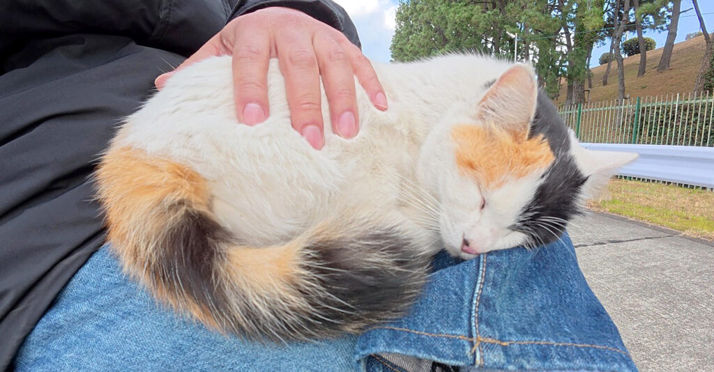 三毛猫様♡ありがとうございます♡ sainan_cat_title-1024x534.jpg