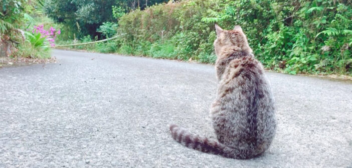 柴犬を待つ猫