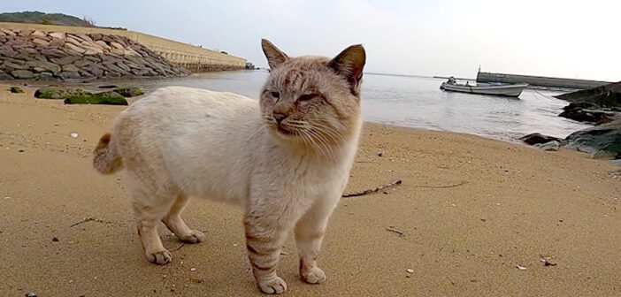 海辺で出会った猫