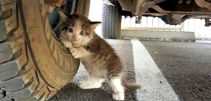 トラックにしがみついてきた子猫