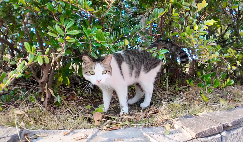 植込みの中から出てきた猫