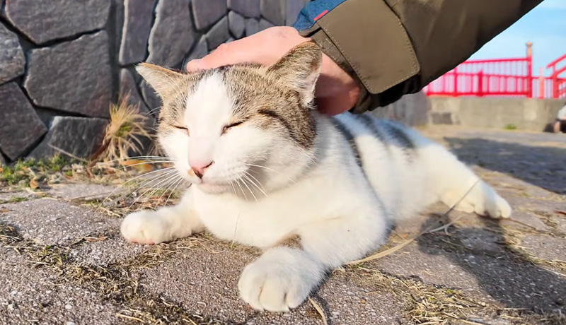 撫でられる猫