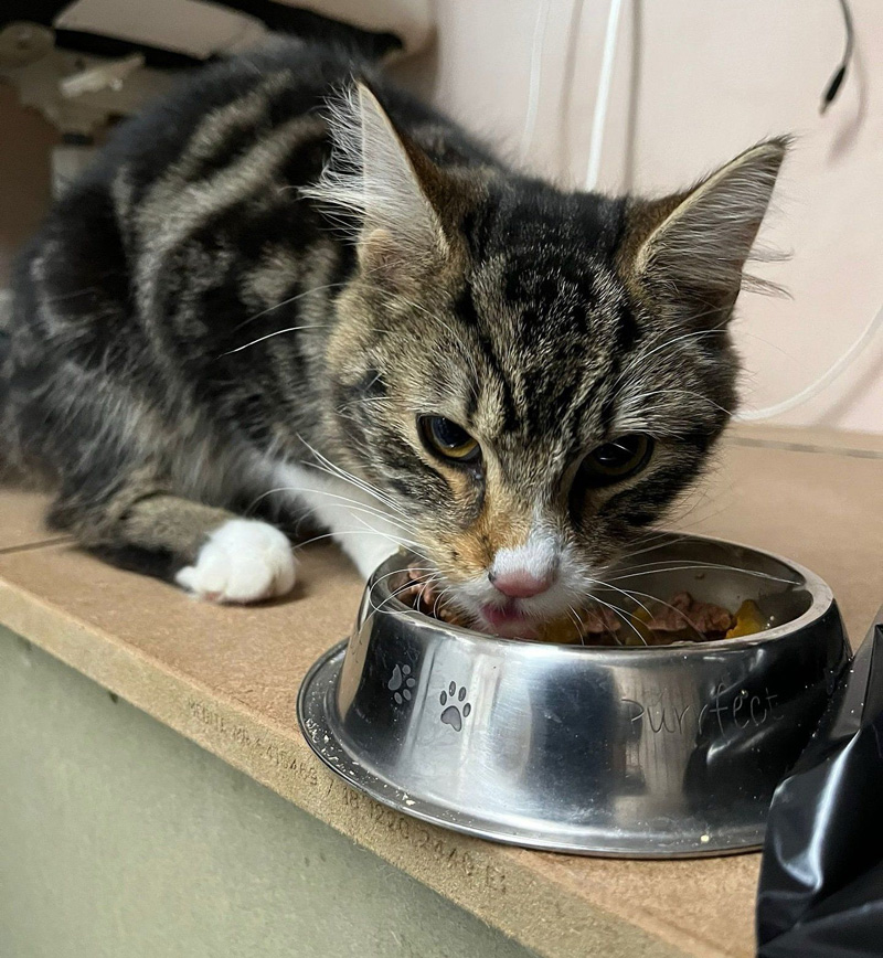 ご飯を食べる子猫