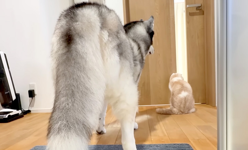 子猫が気になる猫と犬