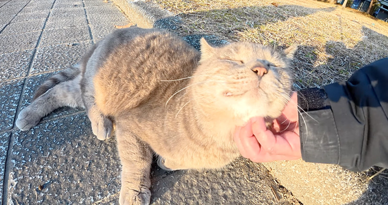 アゴの下マッサージされる猫