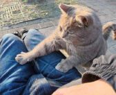 猫さんをアゴの下マッサージでほぐしてから膝の上に乗せると… 最高に満足そうな姿を見せてくれた (*´ω｀*)♡