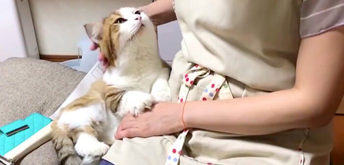 お母さんに甘える猫