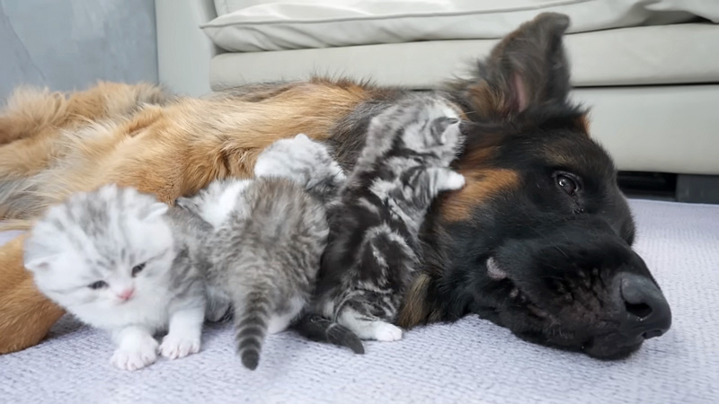 シェパードにくっつく子猫達