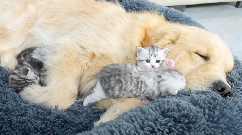 レトリバーに寄り添う子猫達