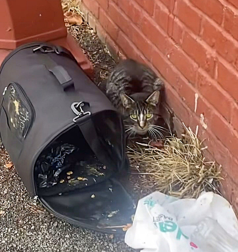 キャリーバッグの後ろに隠れていた猫