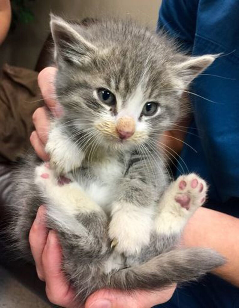 保護された子猫