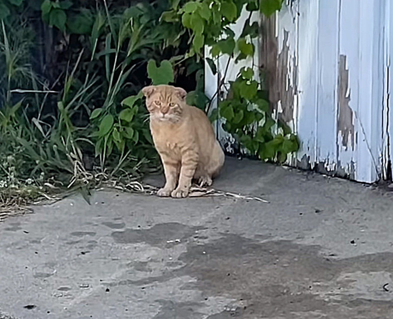 野外の猫