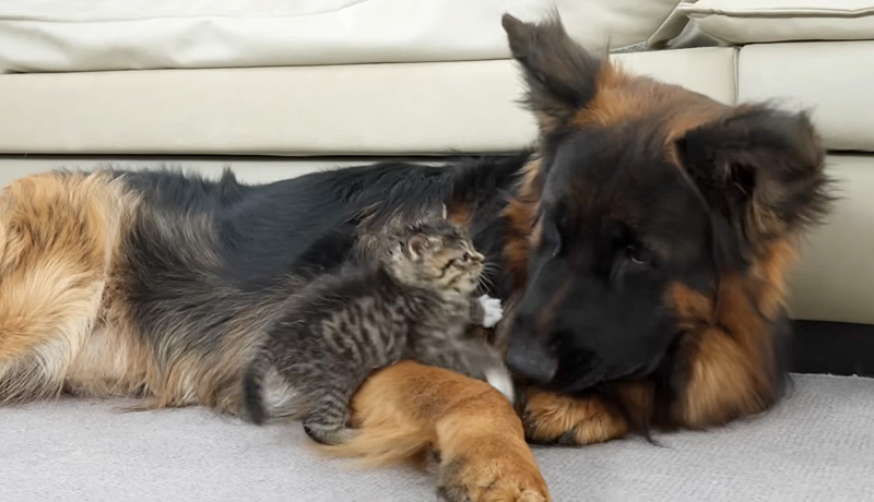 先住犬と遊ぶ子猫