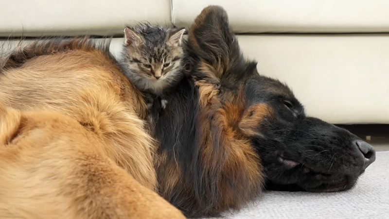 先住犬の上で眠る子猫