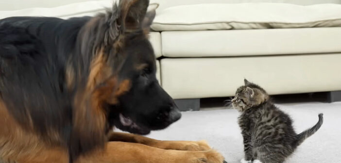 出会った日に先住犬と親友になった子猫