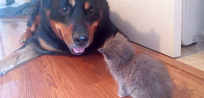 先住犬と子猫