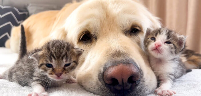 子猫達と親友になった犬