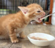 初めての離乳食を豪快に食べる子猫
