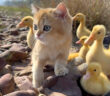 アヒルのヒナ達を連れて旅に出た子猫