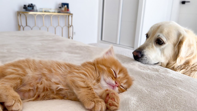 子猫が気になる犬