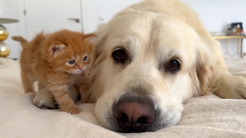 犬に甘える子猫