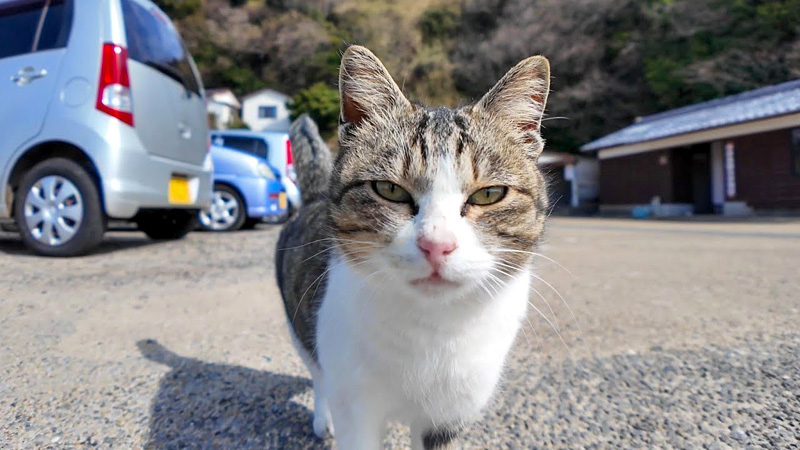 必ず出迎えてくれる猫