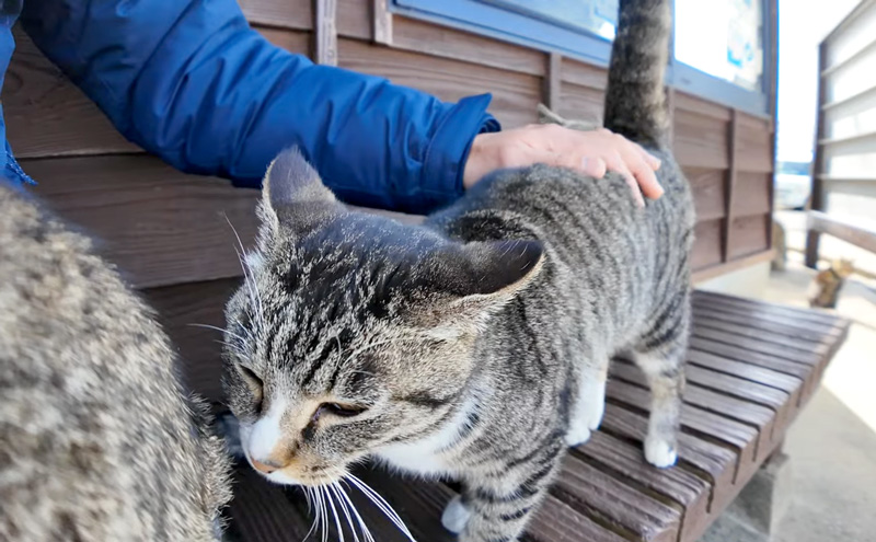 挨拶しにやって来た猫