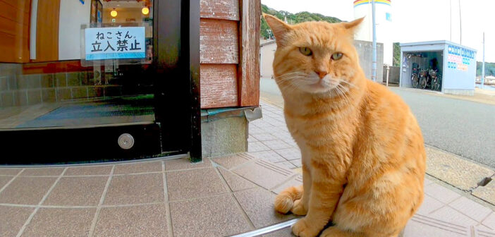 『ねこさん。立入禁止』と書かれた扉が開くのをジーッと待っていた猫。なかなか開かないため完全に居座り始める！