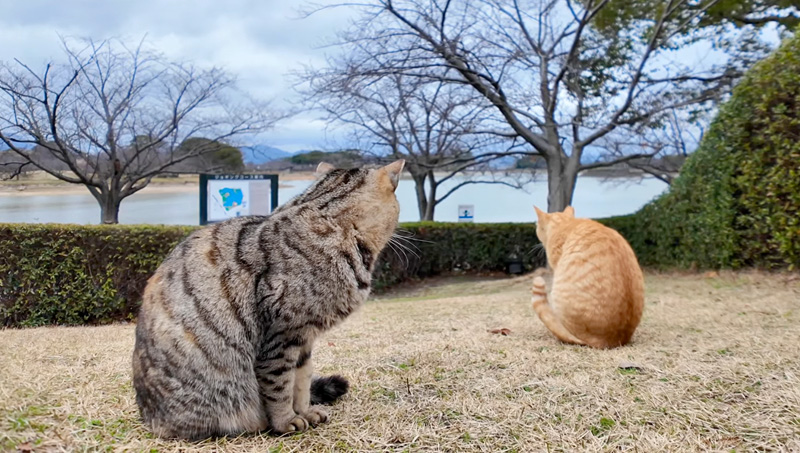 茶トラ猫が気になるキジ三毛猫