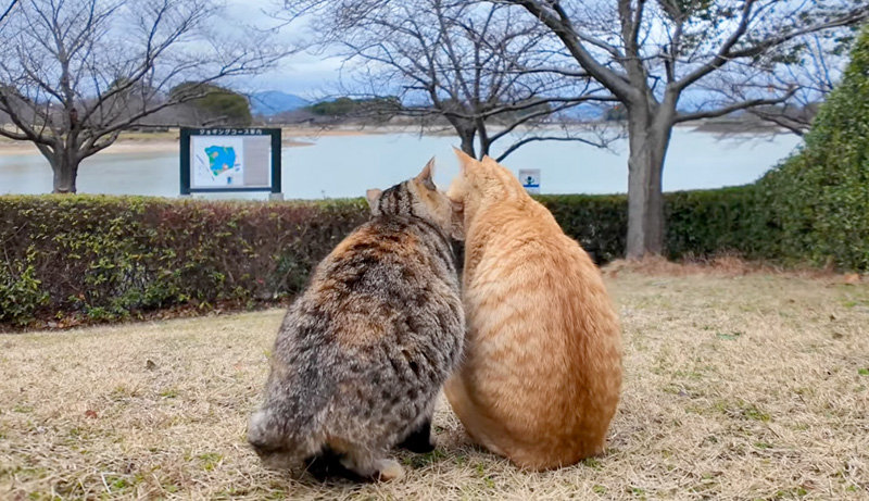 仲良し猫のふたり組