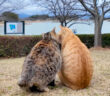 仲良し猫のふたり組