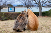 仲良し猫のふたり組