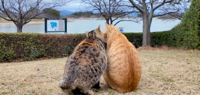 公園暮らしの仲良し猫のふたり組。一緒に座って、静かにふたりの時間を過ごす様子に心がホッと温まる (*´ｪ｀*)