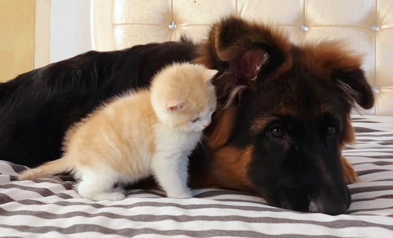 先住犬に寄り添う子猫