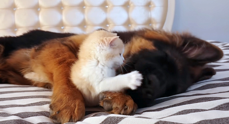 先住犬と遊ぶ子猫