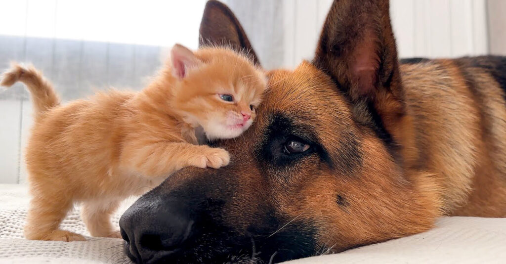 kokoroubaware_cat_title-