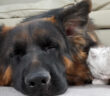 シェパードと一緒に眠る子猫